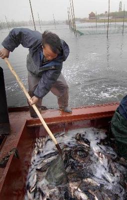 白洋淀局部水域恢復水產養(yǎng)殖，促進區(qū)域生態(tài)與經濟協調發(fā)展