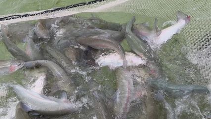打“特色牌”，做“水文章” 魚蝦滿塘皆是景的水產(chǎn)養(yǎng)殖新圖景